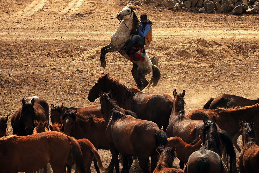 Kayseri Yılkı Atları