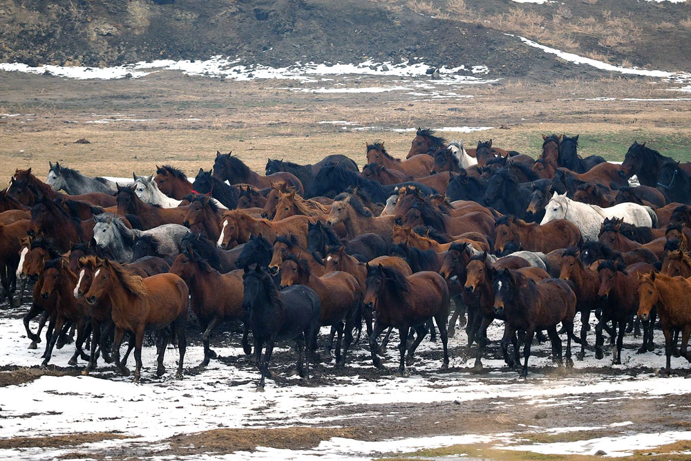 Kayseri Yılkı Atları