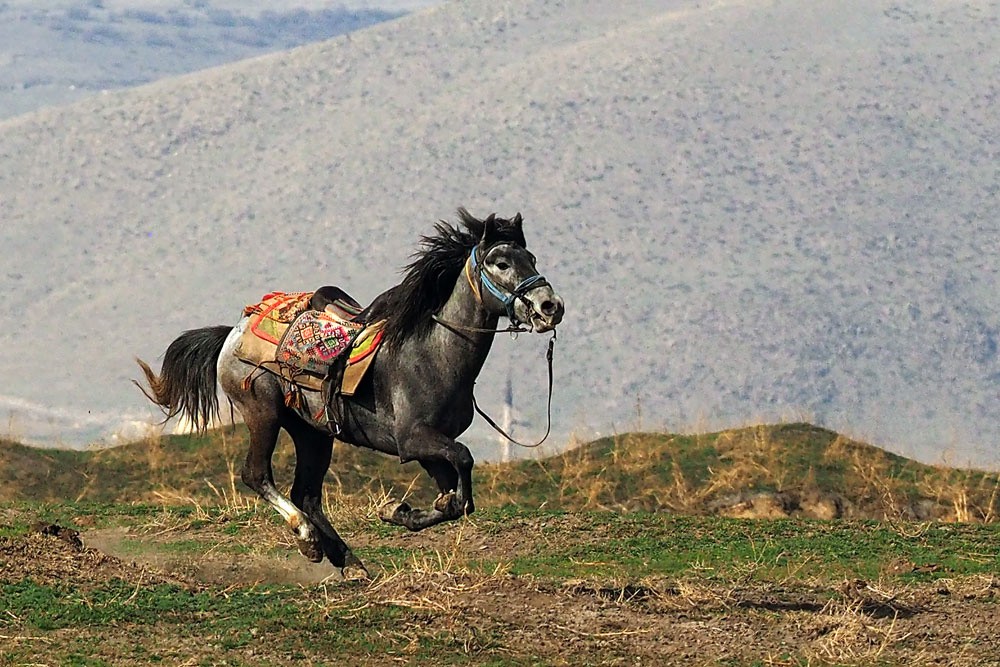 Kayseri Yılkı Atları