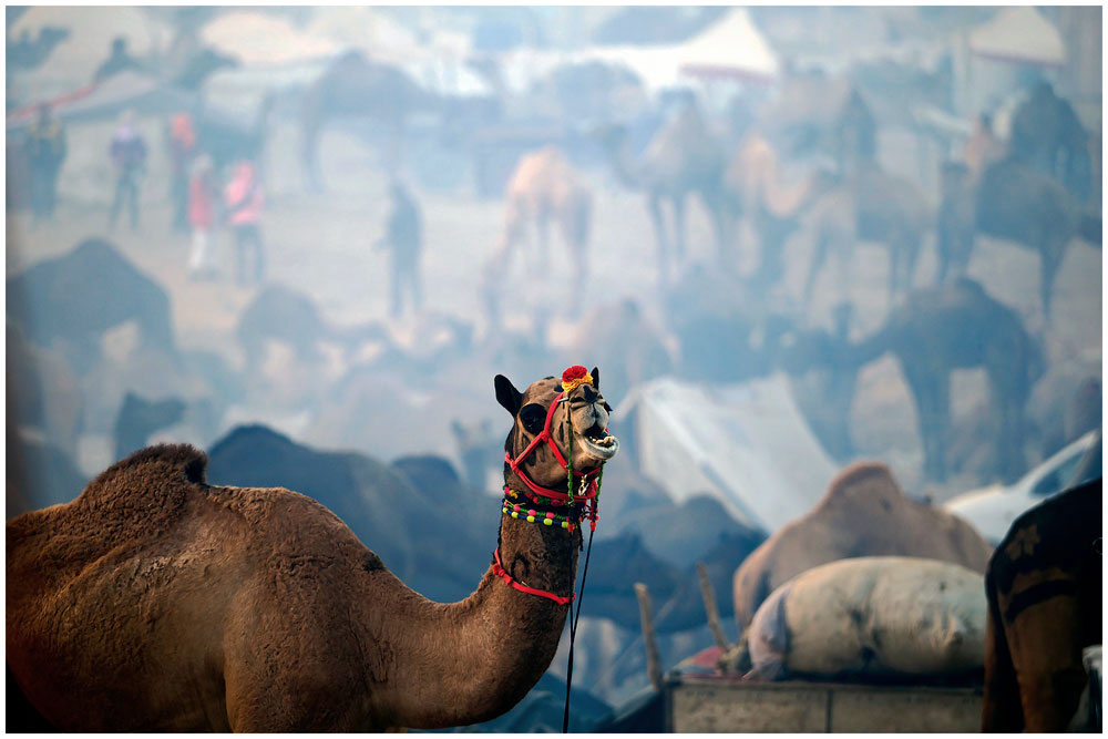 Pushkar Panayırında Hindistan