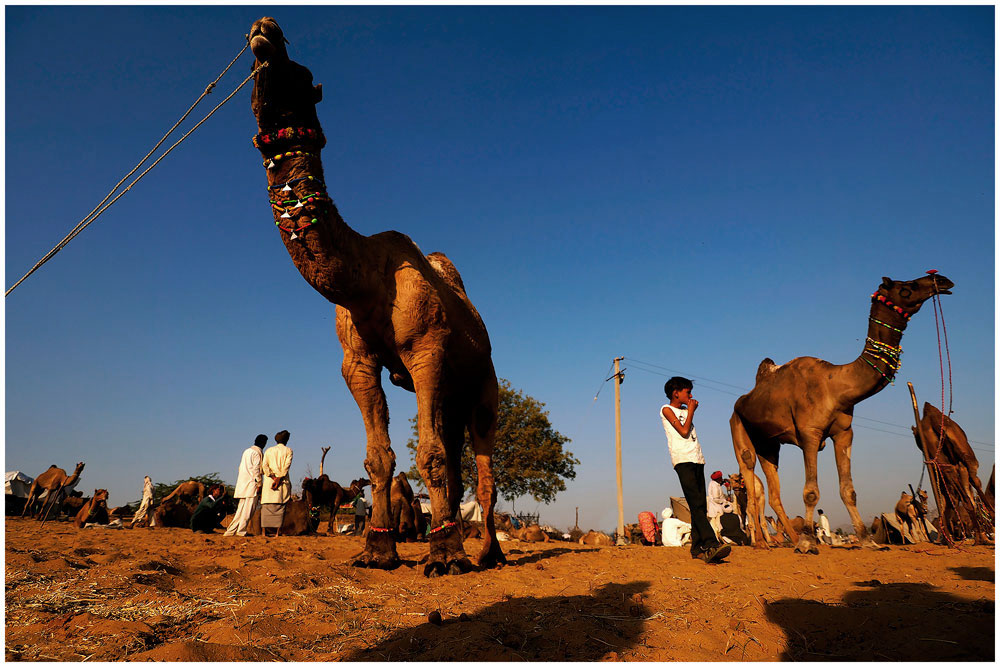 Pushkar Panayırında Hindistan