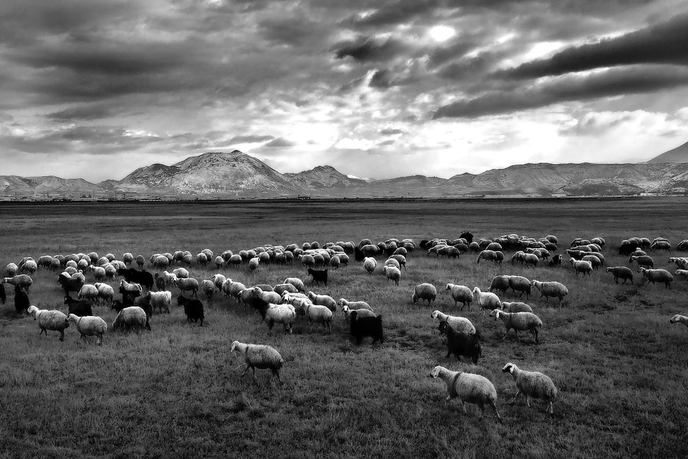 Kayseri Yılkı Atları