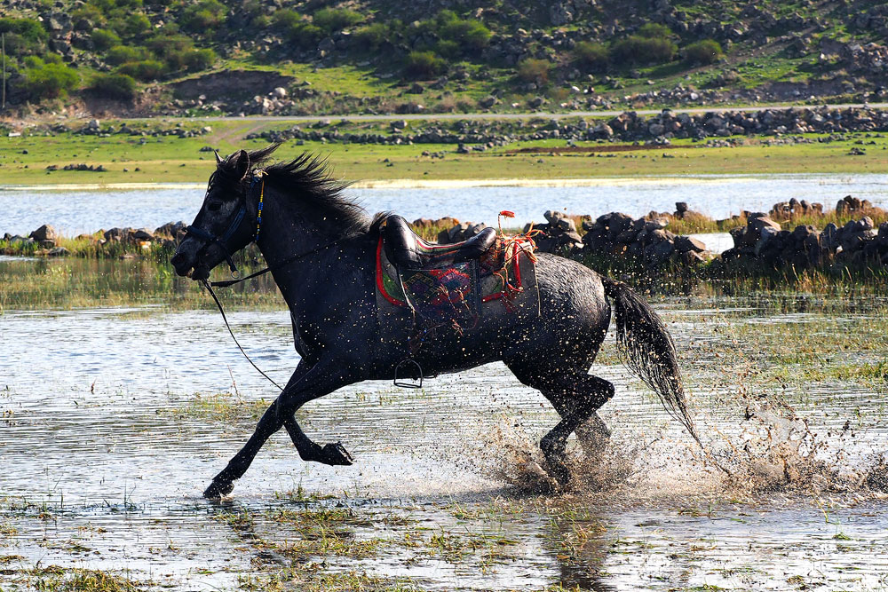 Kayseri Yılkı Atları