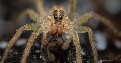 Makro Fotoğrafçılık; Küçük Dünyalarında Büyük Görüntüleri